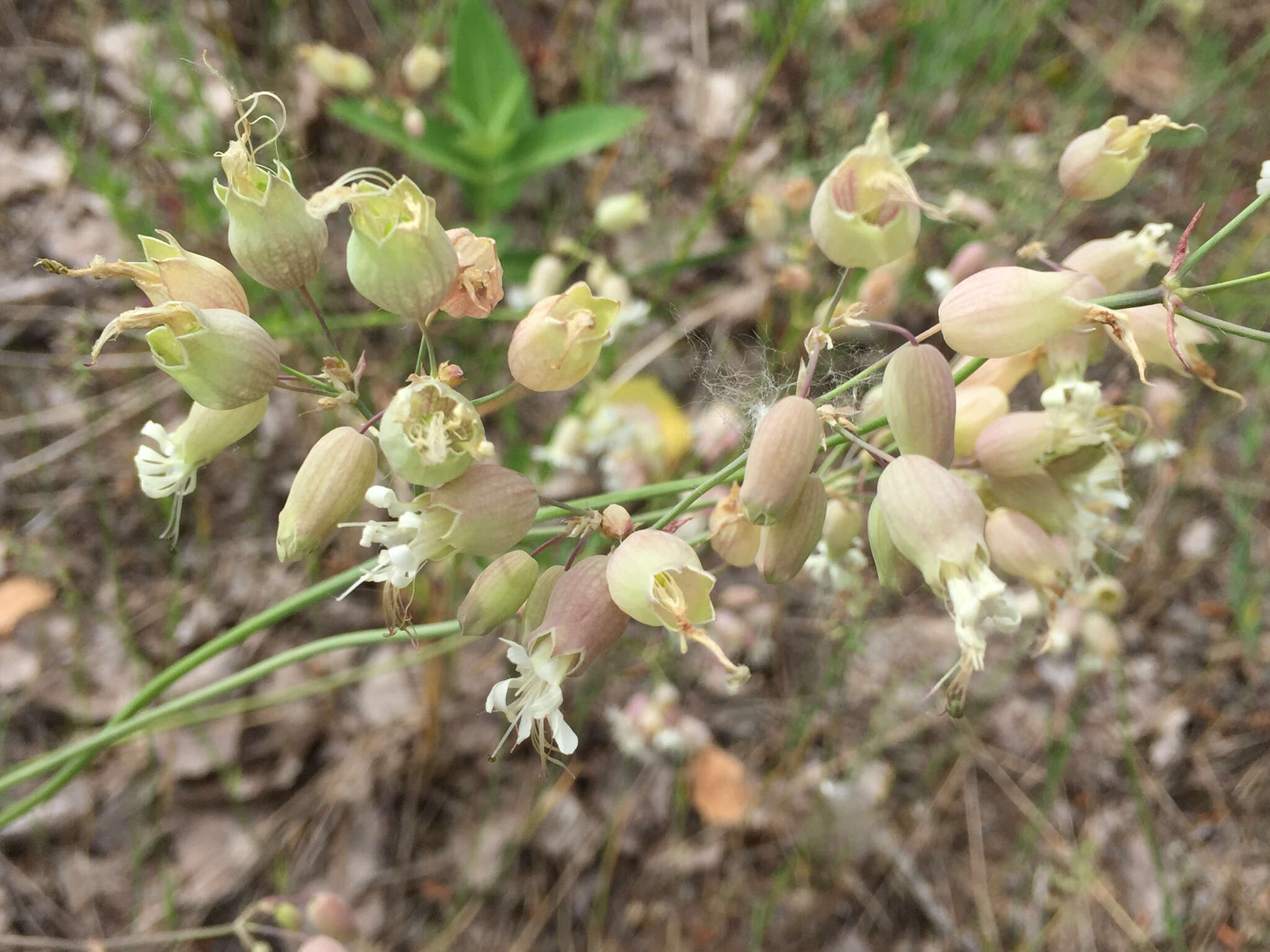 Image of Bladder Campion