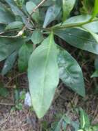 Image of twoleaf nightshade