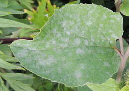 Image of Golovinomyces depressus (Wallr.) V. P. Heluta 1988