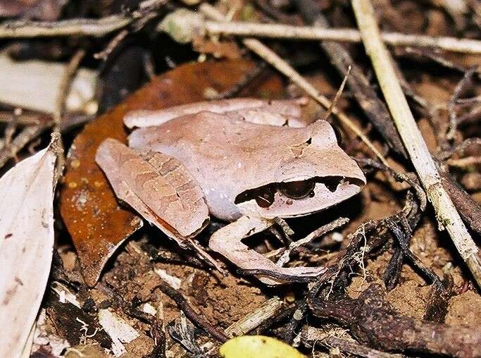 Imagem de Aglyptodactylus Boulenger 1918