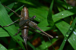 Слика од Rhacocleis germanica (Herrich-Schäffer 1840)