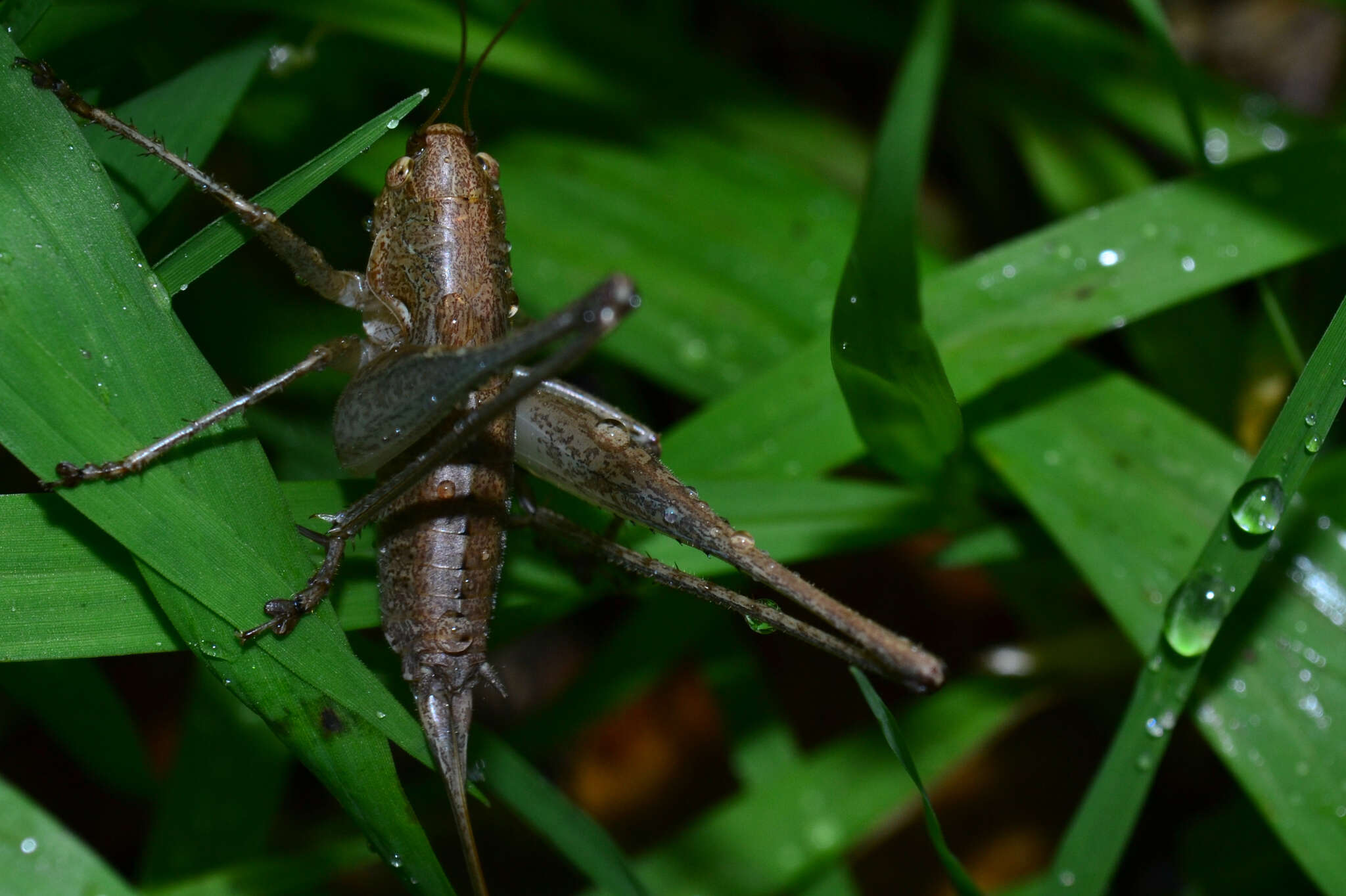 Слика од Rhacocleis germanica (Herrich-Schäffer 1840)