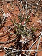 Image of Lapeirousia arenicola Schltr.