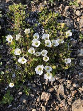 Image of longpod stitchwort