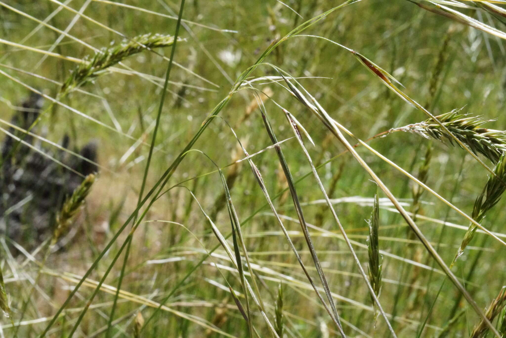 Image of Austrostipa pubinodis (Trin. & Rupr.) S. W. L. Jacobs & J. Everett