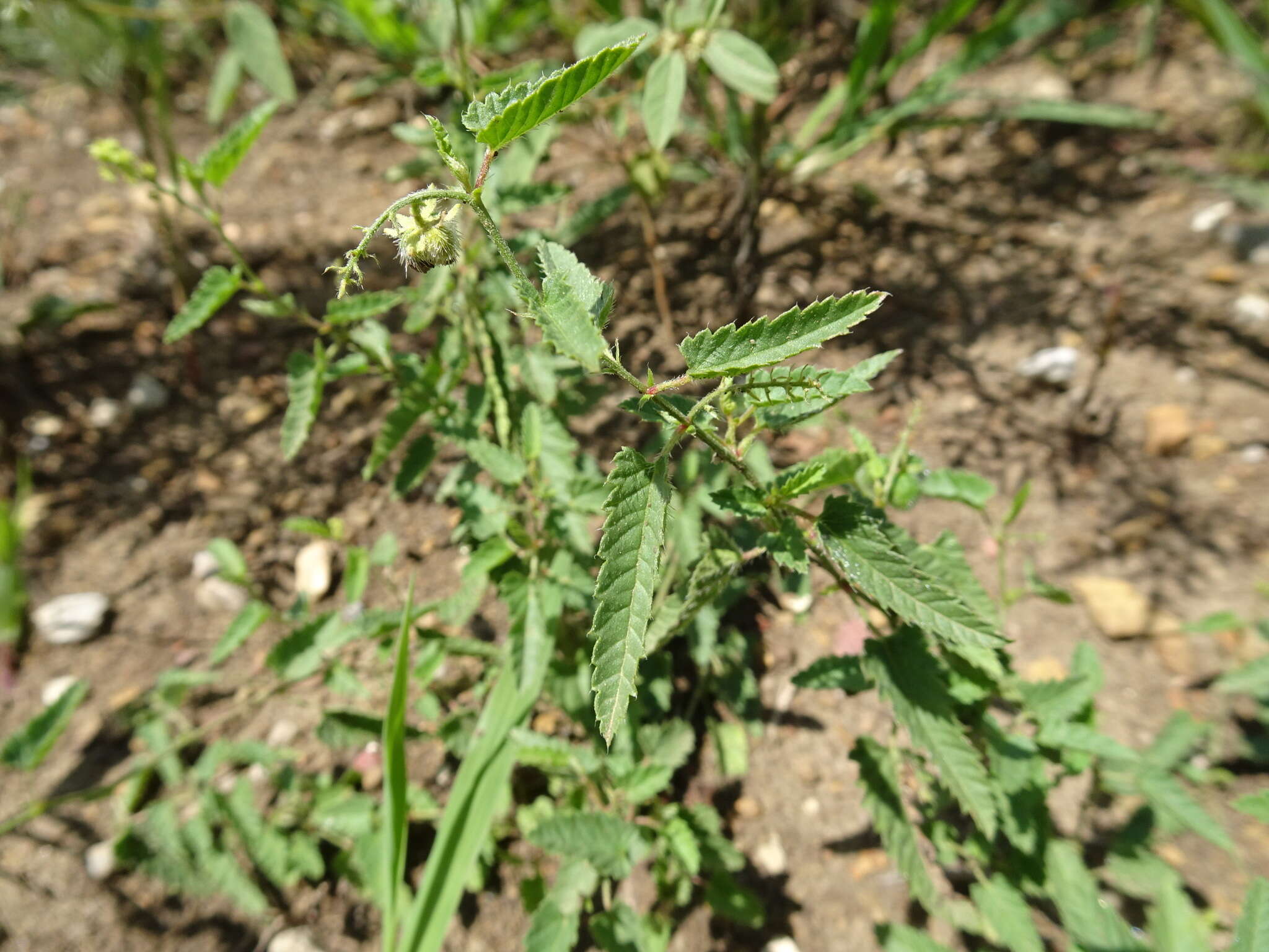 Image de Tragia betonicifolia Nutt.