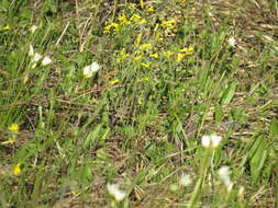 Image of Missouri bladderpod