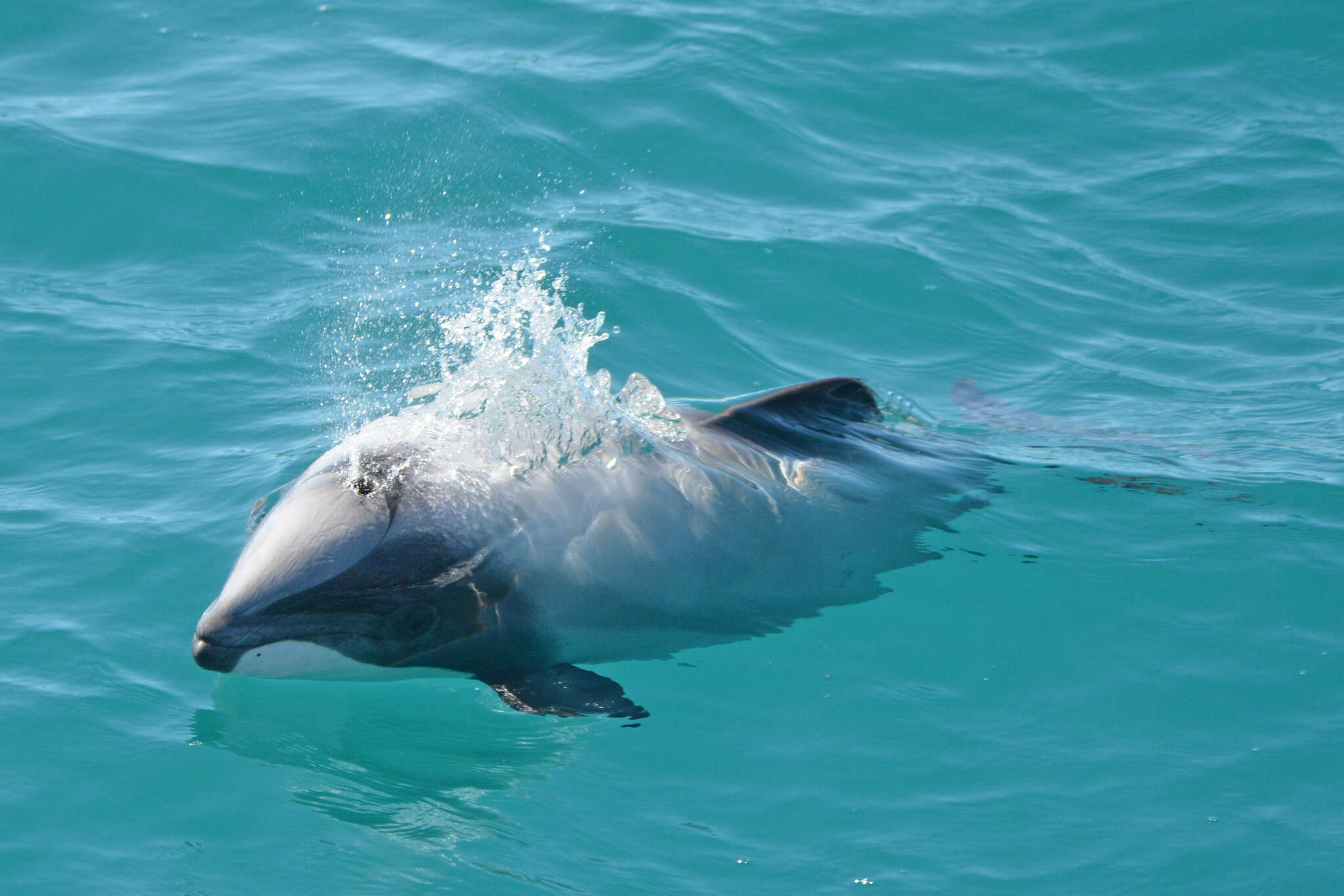 Image of South Island Hector's dolphin