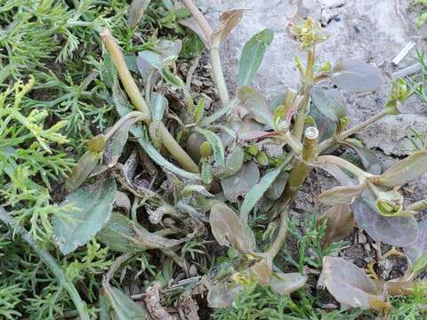 Image of neckweed