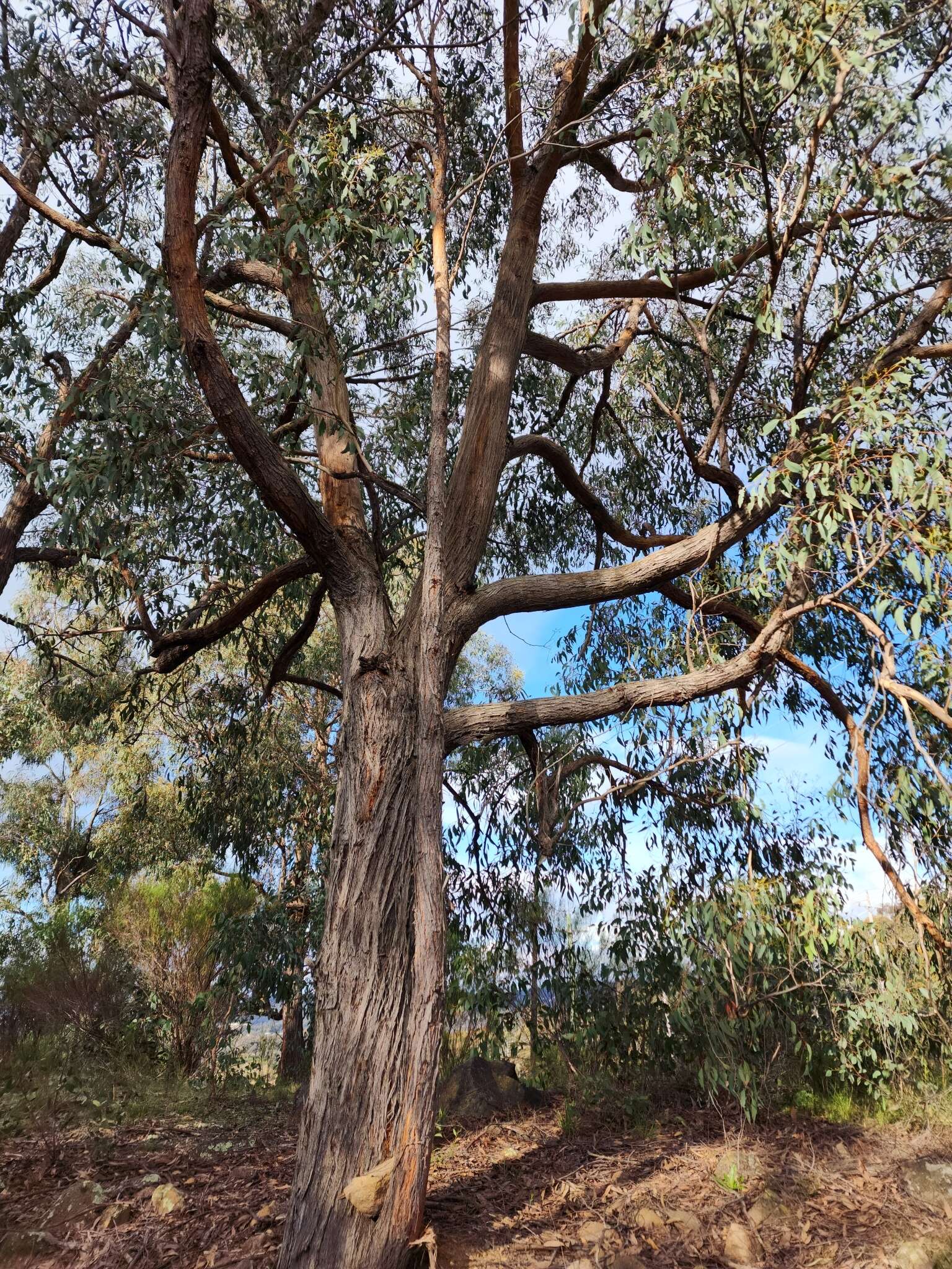 Image of Eucalyptus macrorhyncha subsp. macrorhyncha