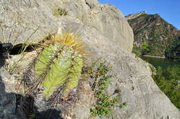 Imagem de Astrophytum ornatum (DC.) Britton & Rose