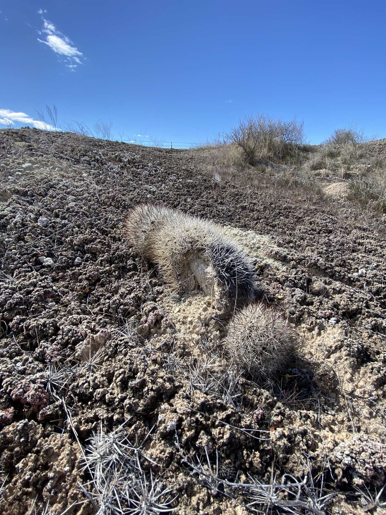 Image of Siler's Pincushion Cactus