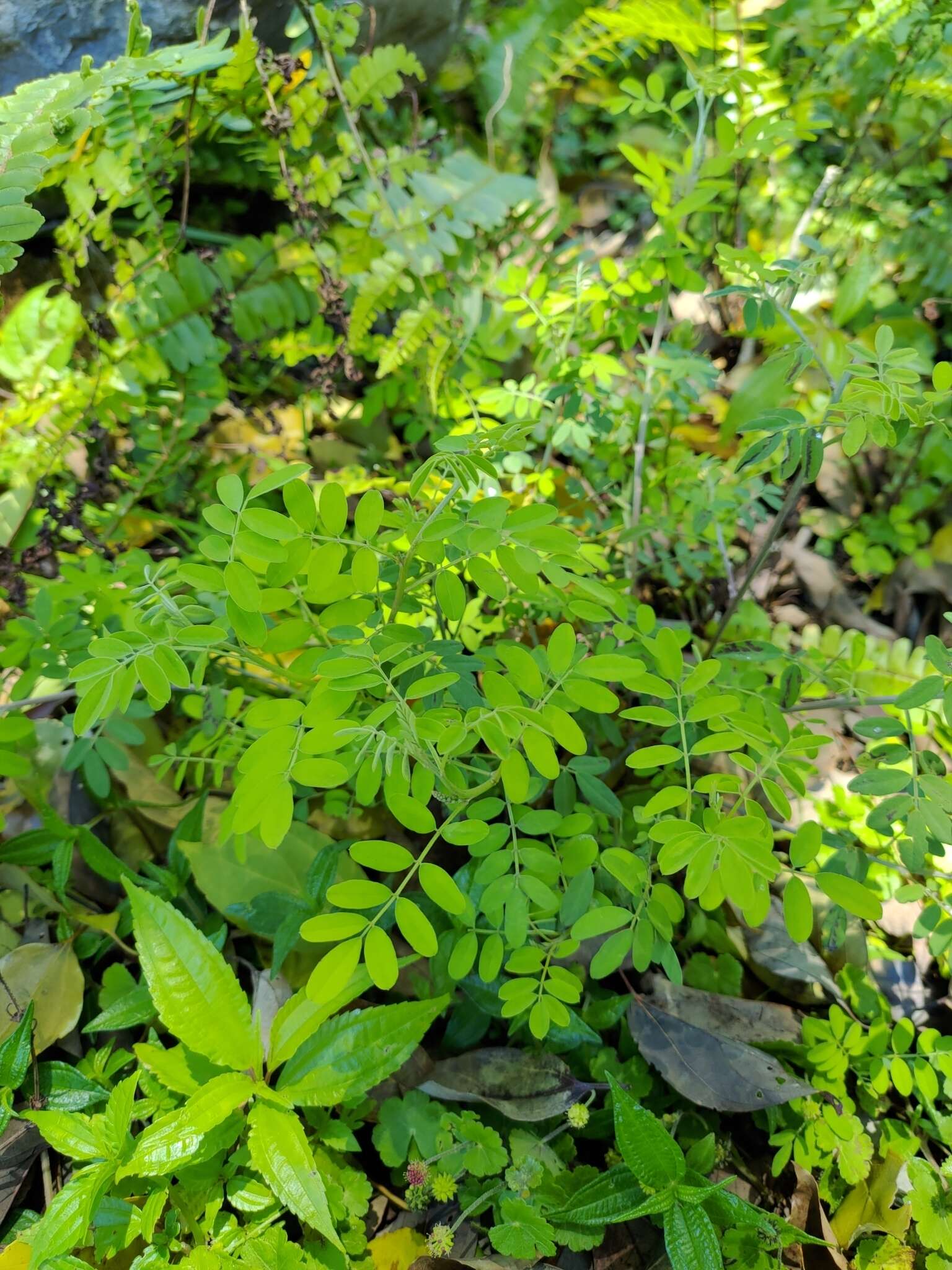 Image de Indigofera pseudotinctoria Matsum.