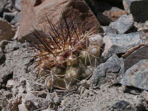 Image de Copiapoa humilis subsp. humilis