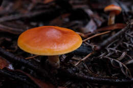 Image of Gymnopilus allantopus (Berk.) Pegler 1965