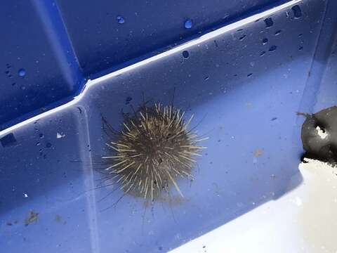 Image of White sea urchin