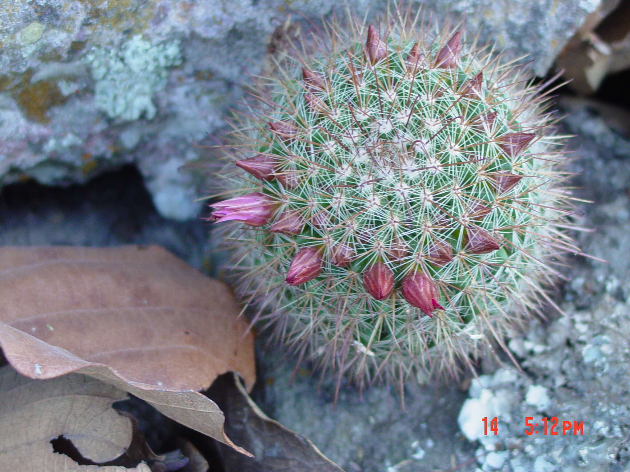 Image of Mammillaria nunezii subsp. nunezii