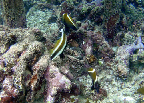 Image of Horned Bannerfish