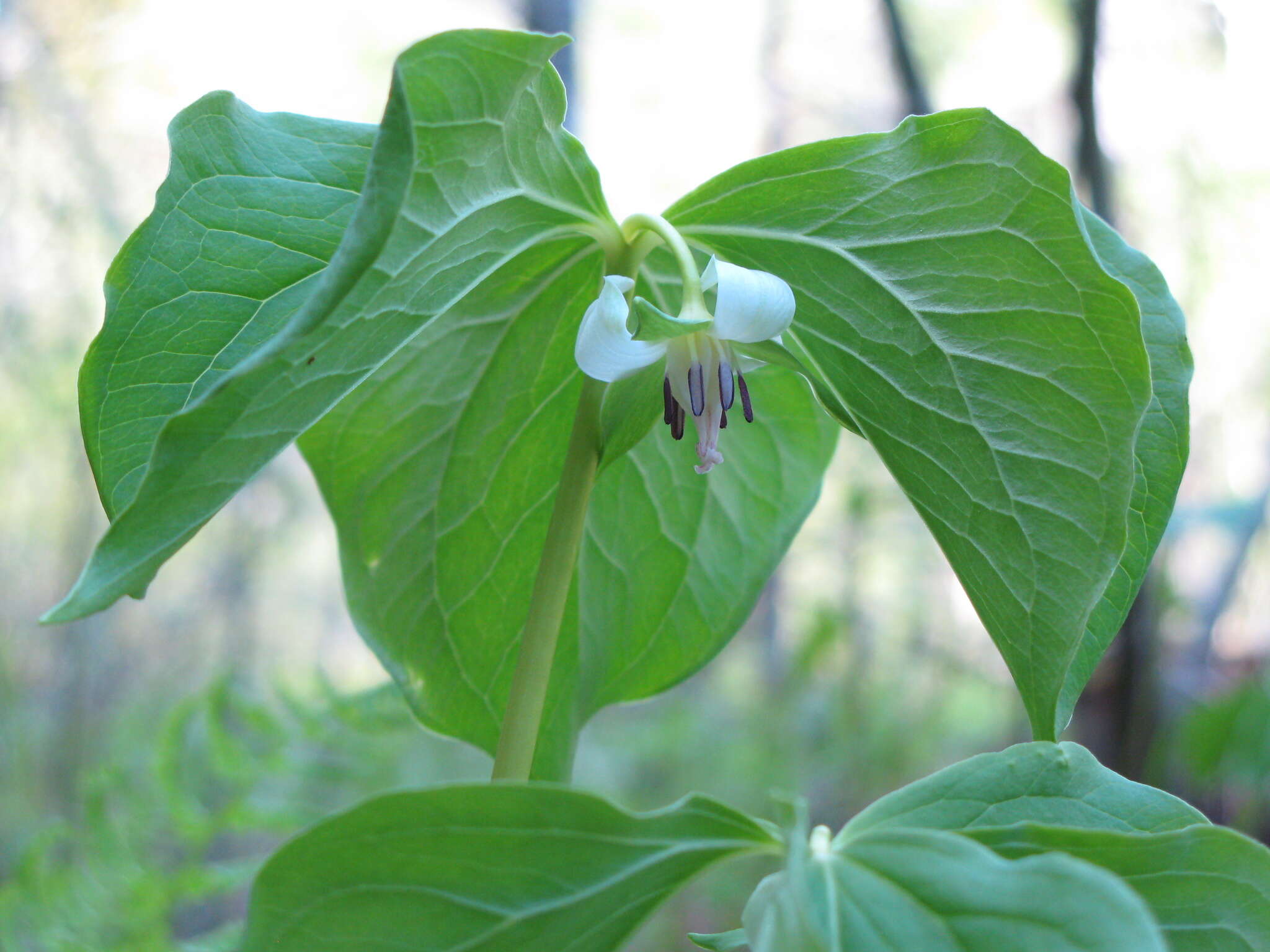 Imagem de Trillium cernuum L.