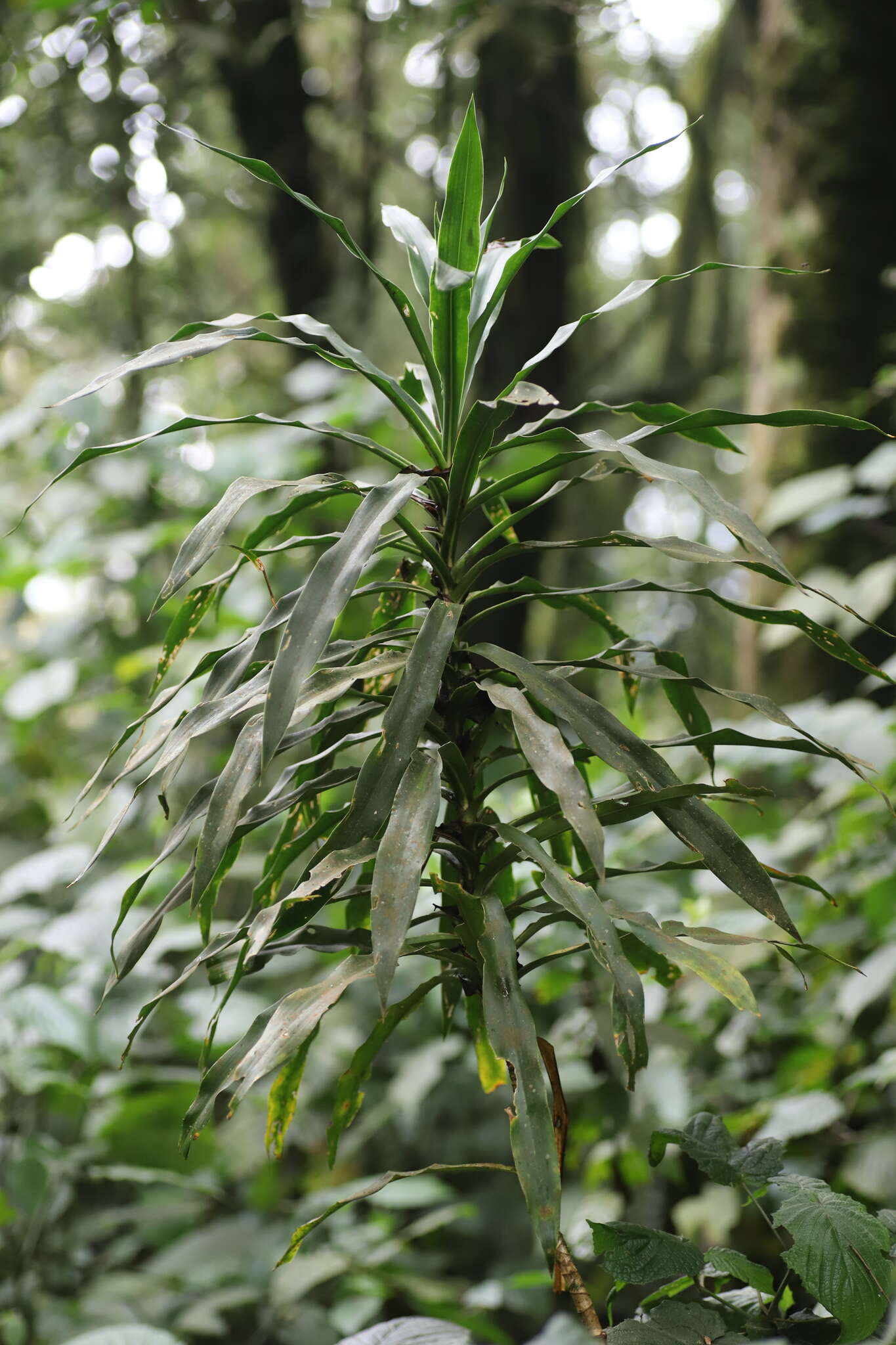 Image of Dracaena afromontana Mildbr.