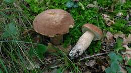 Слика од Boletus reticulatus Schaeff. 1774