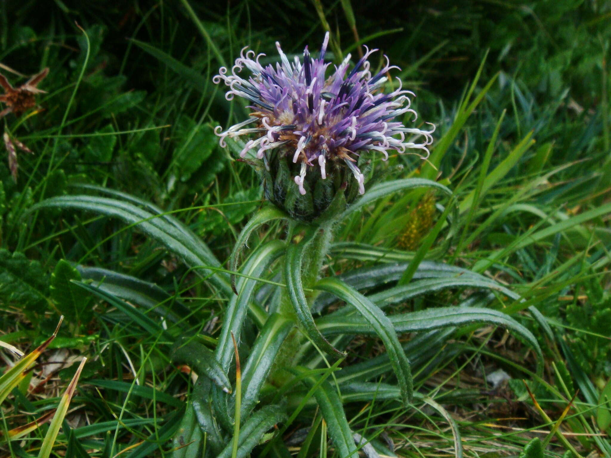 Saussurea pygmaea (Jacq.) Spreng.的圖片