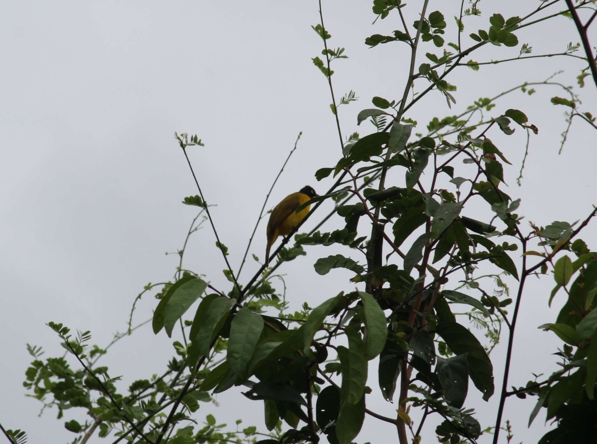 Image of Flame-throated Bulbul