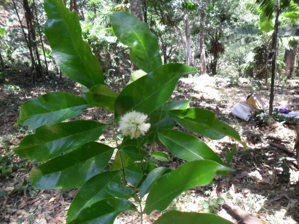 Image of Inga punctata Willd.