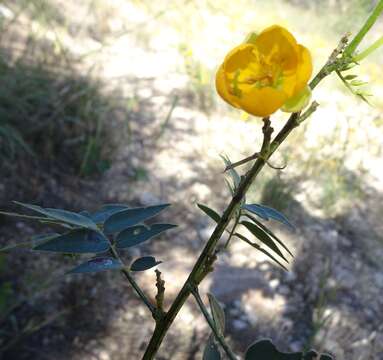 Image of Woolly Wild Sensitive-Plant