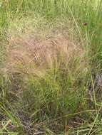 Imagem de Agrostis montevidensis Spreng. ex Nees