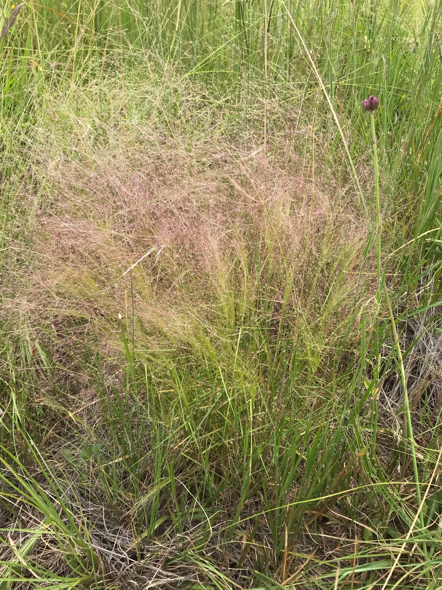 Sivun Agrostis montevidensis Spreng. ex Nees kuva