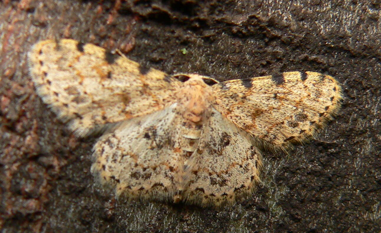 Image of Scopula nigrinotata Warren 1897