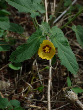 Image of Gaya parviflora (Phil.) A. Krapov.