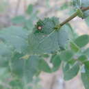 Image of Acourtia purpusii (Brandeg.) Reveal & R. M King