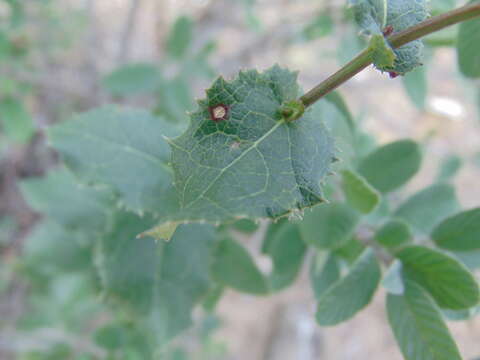 Image of Acourtia purpusii (Brandeg.) Reveal & R. M King