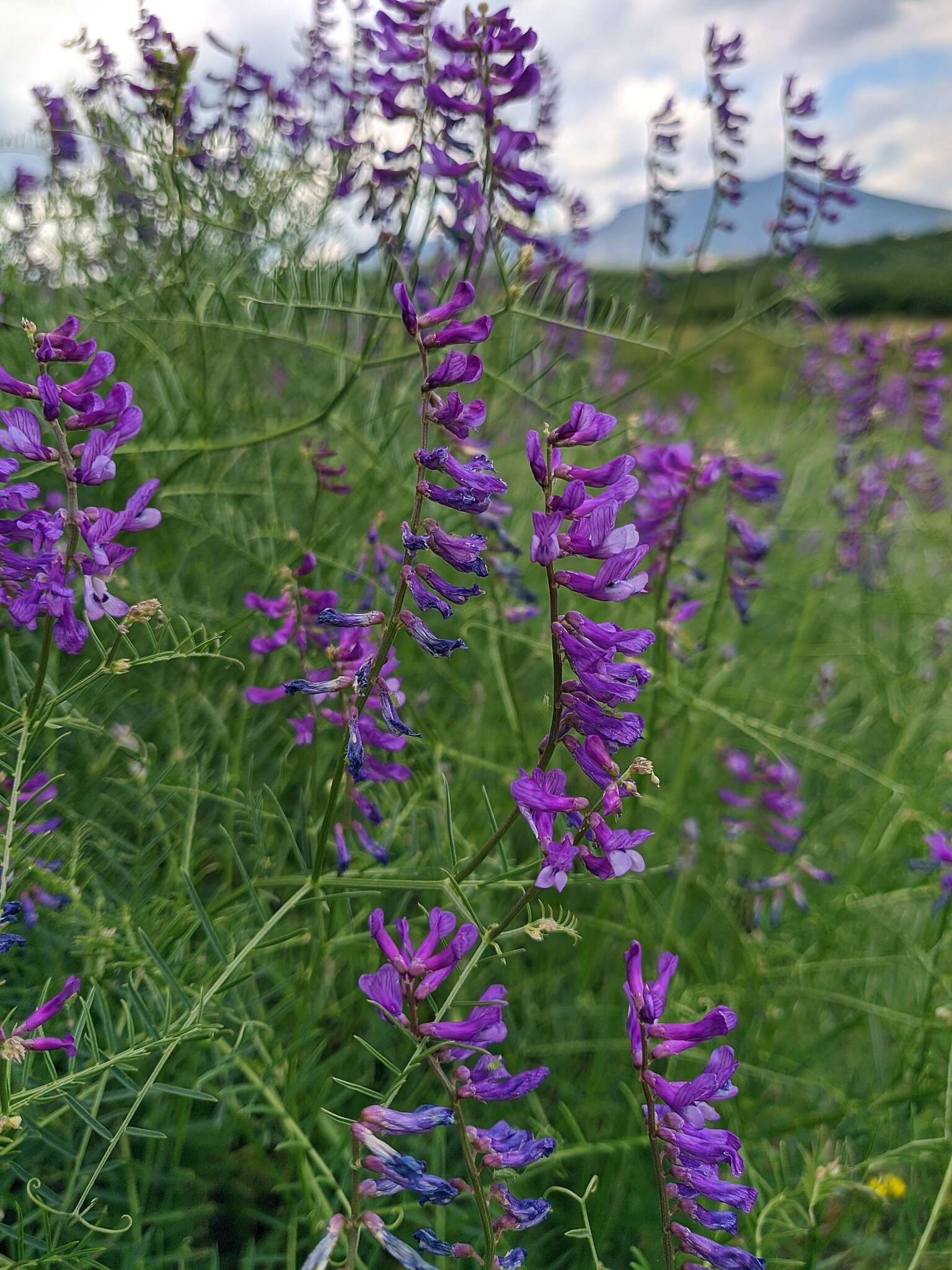 Imagem de Vicia tenuifolia subsp. elegans (Guss.) Nyman