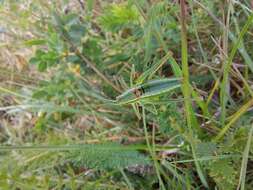 Poecilimon (Poecilimon) elegans Brunner von Wattenwyl 1878 resmi