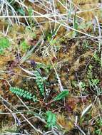 Image of Acaena pumila Vahl