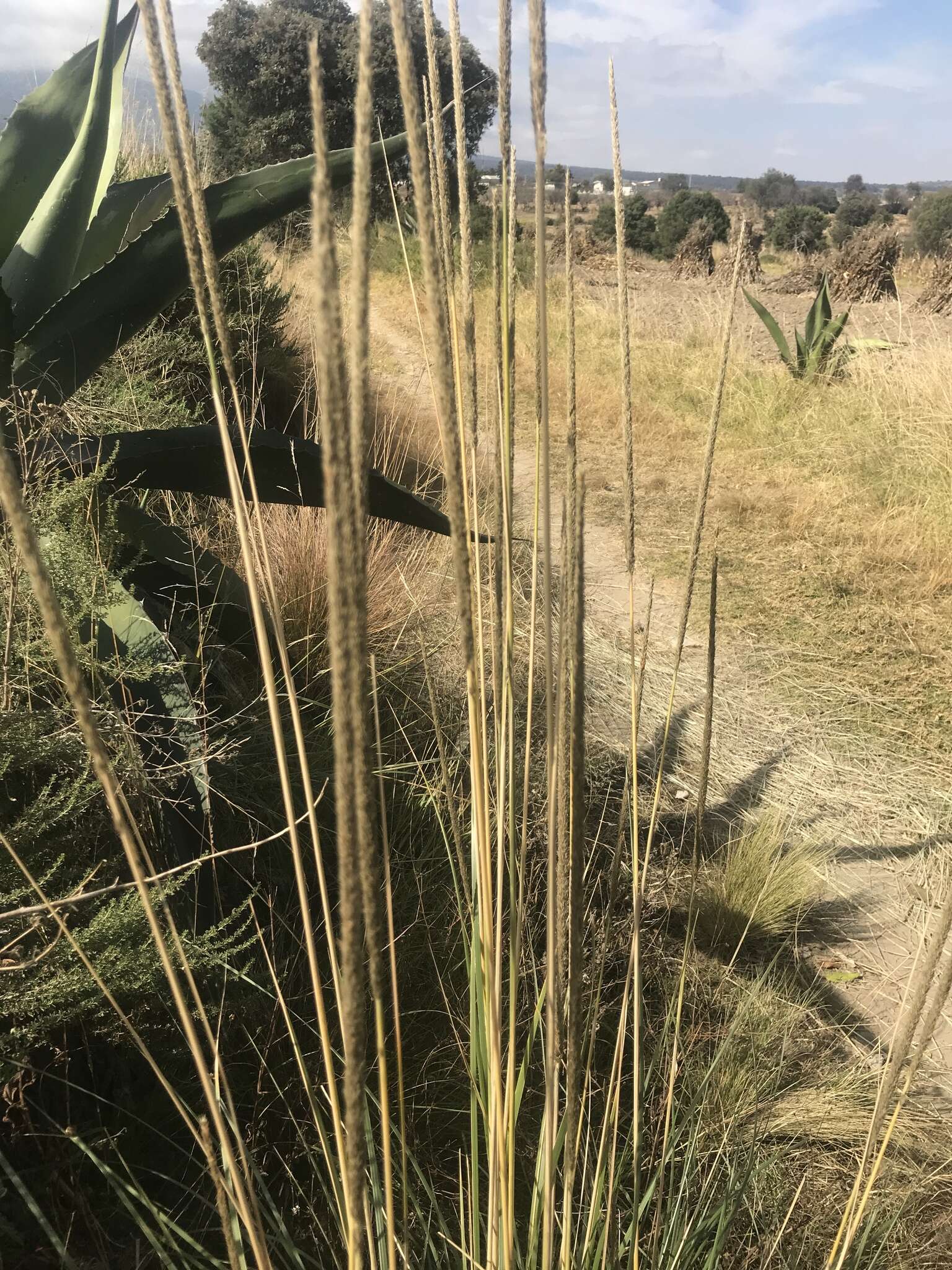 Imagem de Muhlenbergia macroura (Kunth) Hitchc.