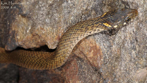 Image of Japanese Keelback