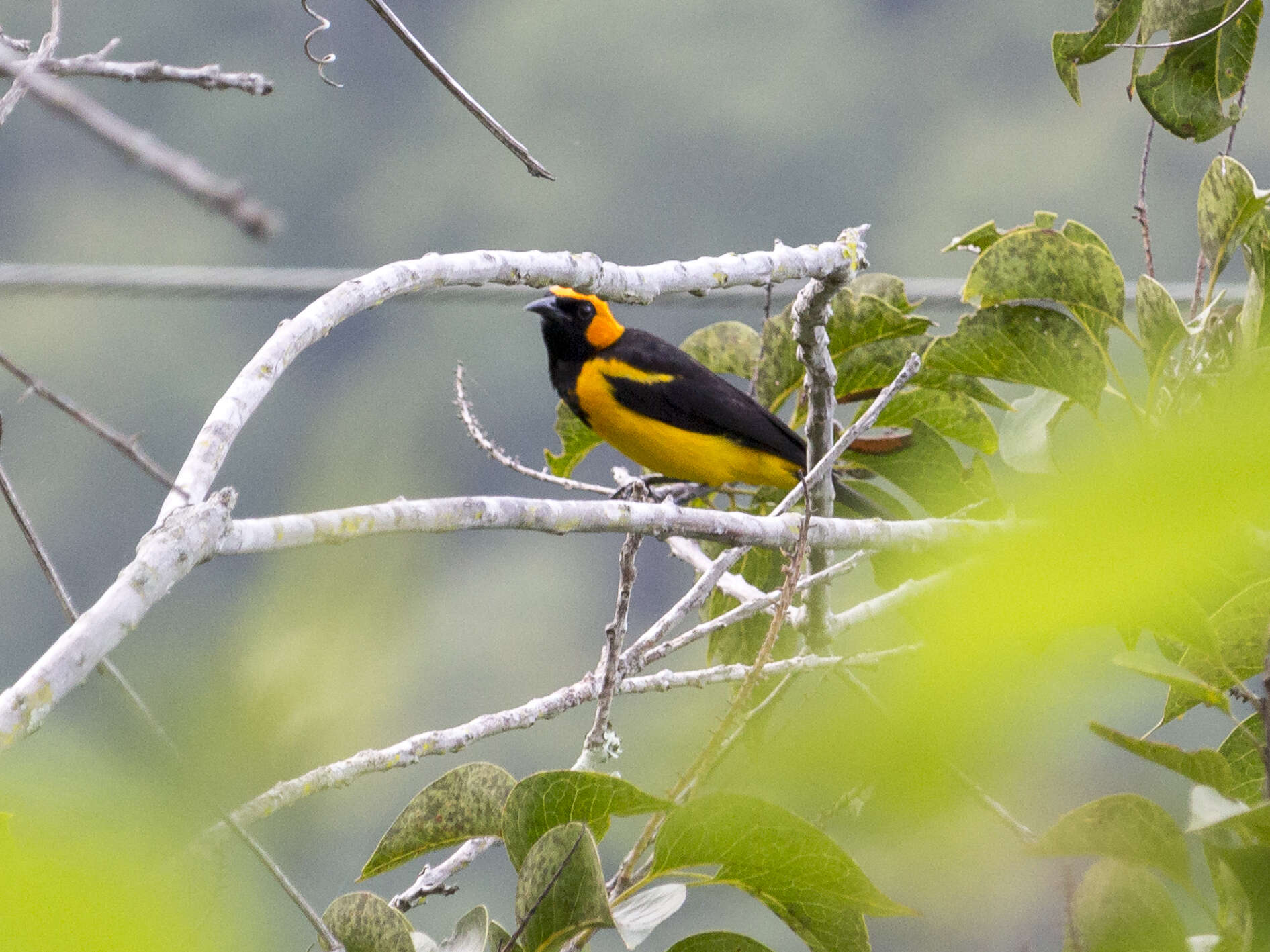 Icterus auricapillus Cassin 1848 resmi