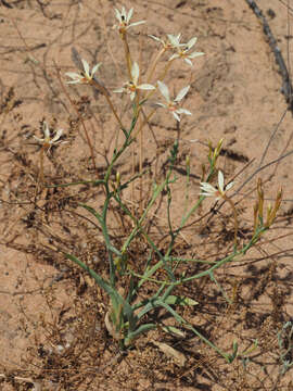 Image of Lapeirousia anceps (L. fil.) Ker Gawl.