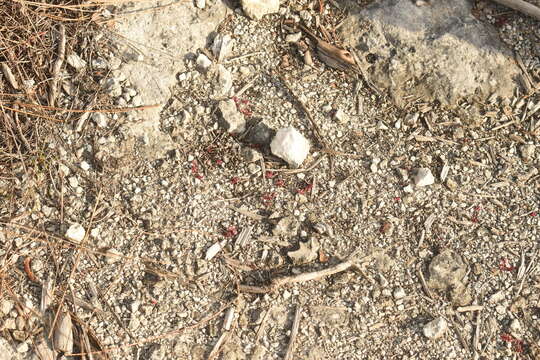 Image of tiny purslane