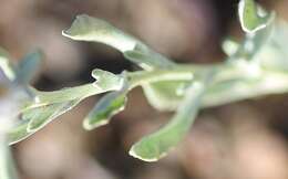 Image of Helichrysum candolleanum Buek