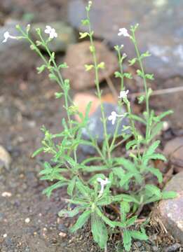 Image of Endostemon tenuiflorus (Benth.) M. R. Ashby