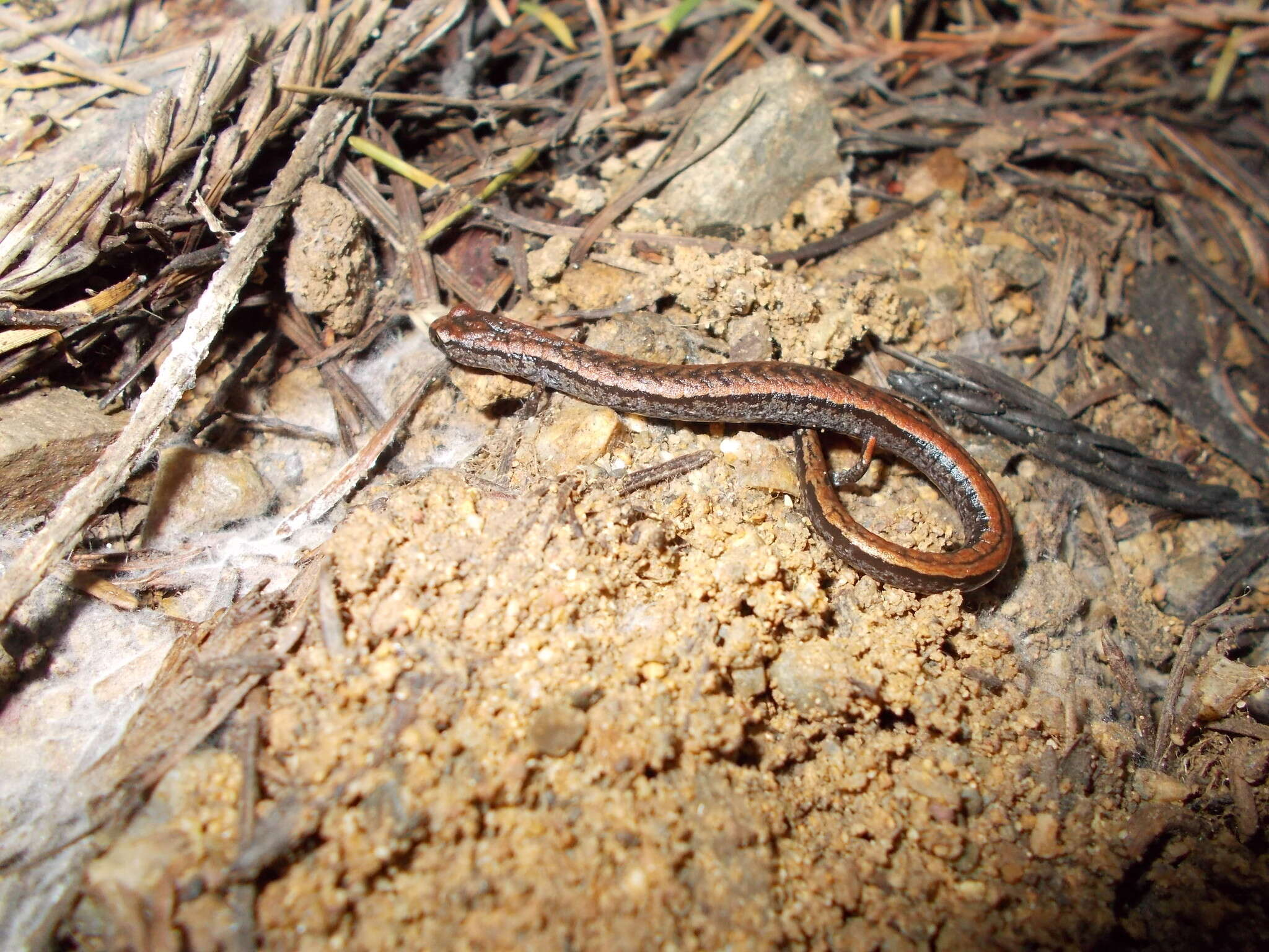 Image of California Slender Salamander