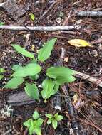 Image de Maianthemum paniculatum (M. Martens & Galeotti) La Frankie