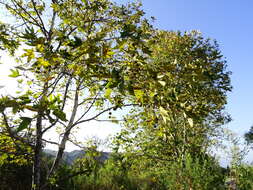 Platanus racemosa Nutt. ex Audubon的圖片