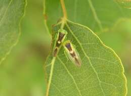 صورة Populicerus lunaris (Ball 1902)