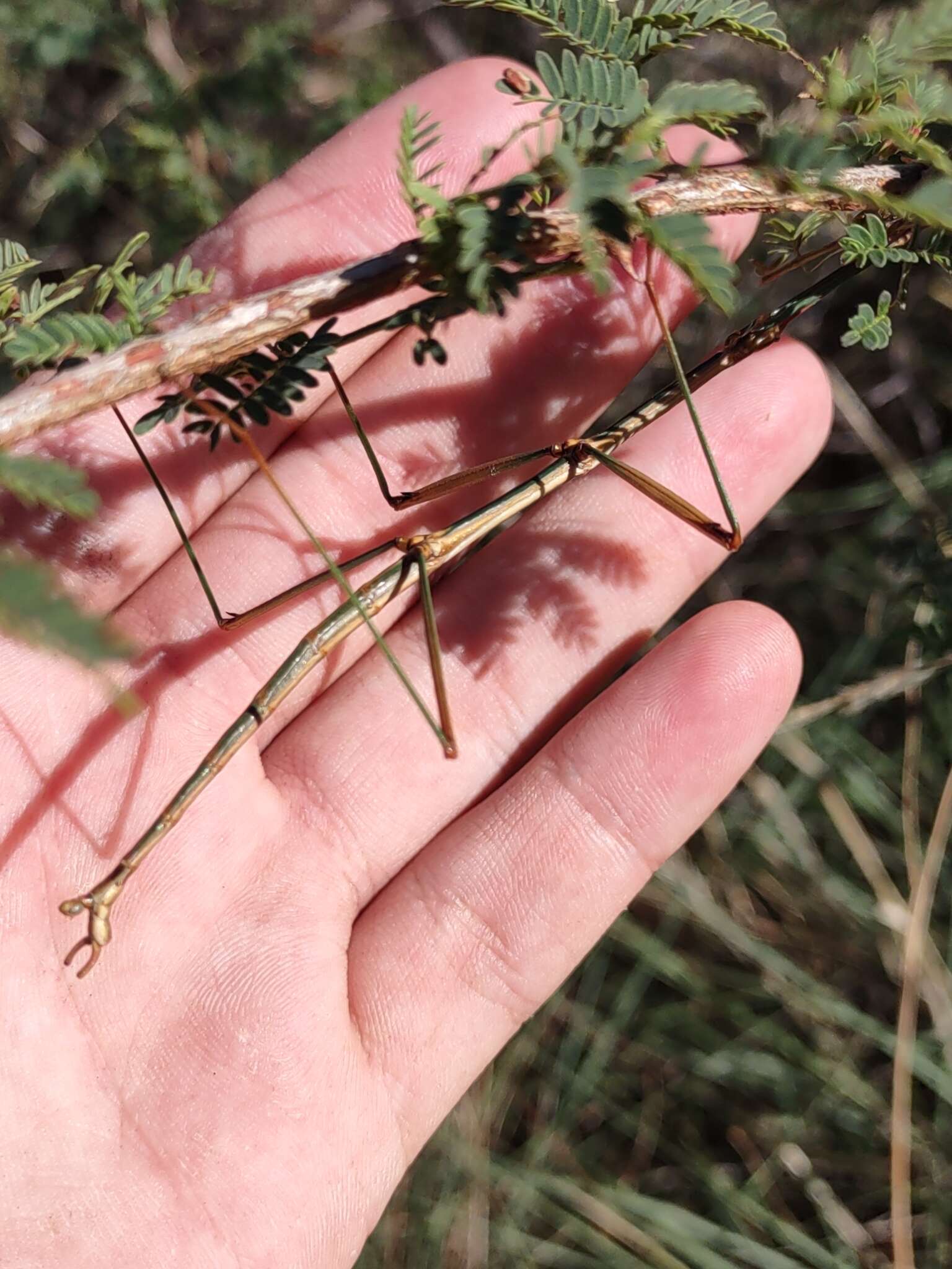 Image of Arizona Walkingstick